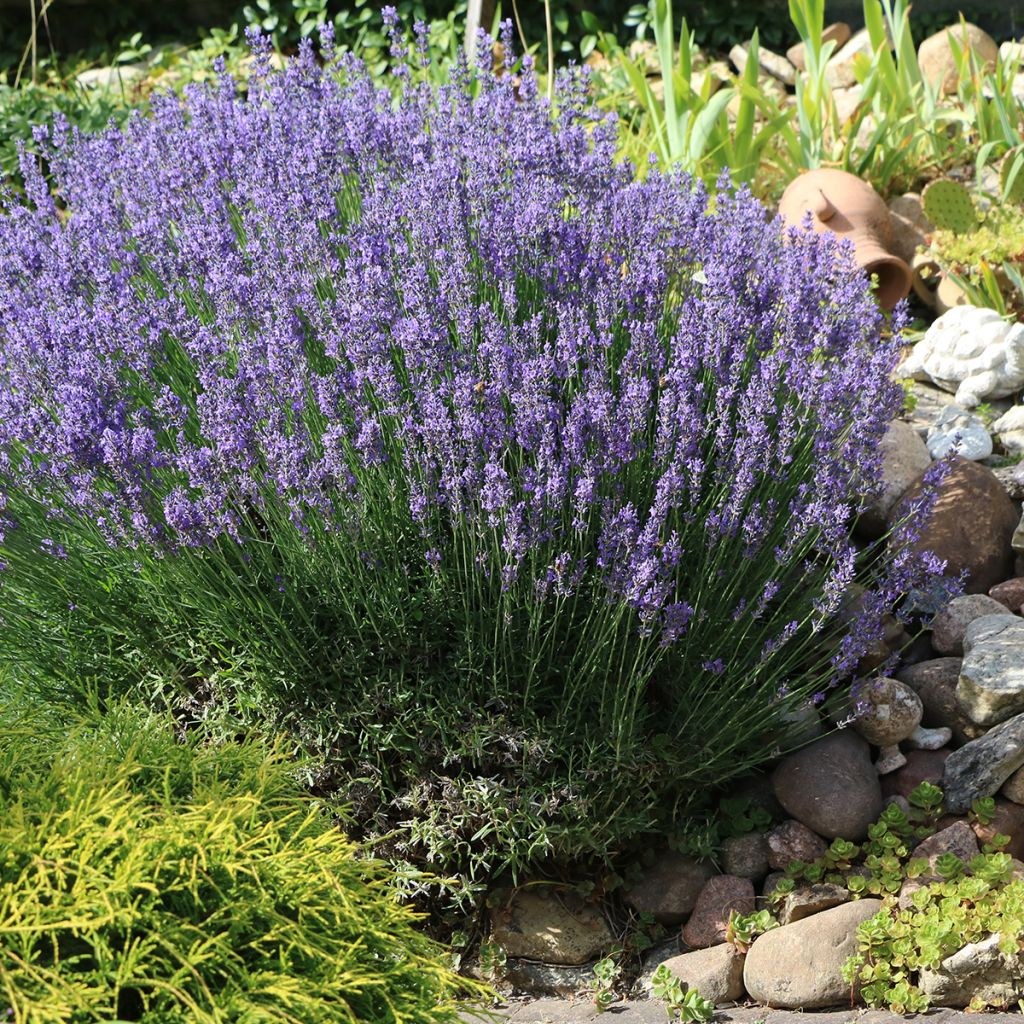 Lavanda - Lavandula officinalis