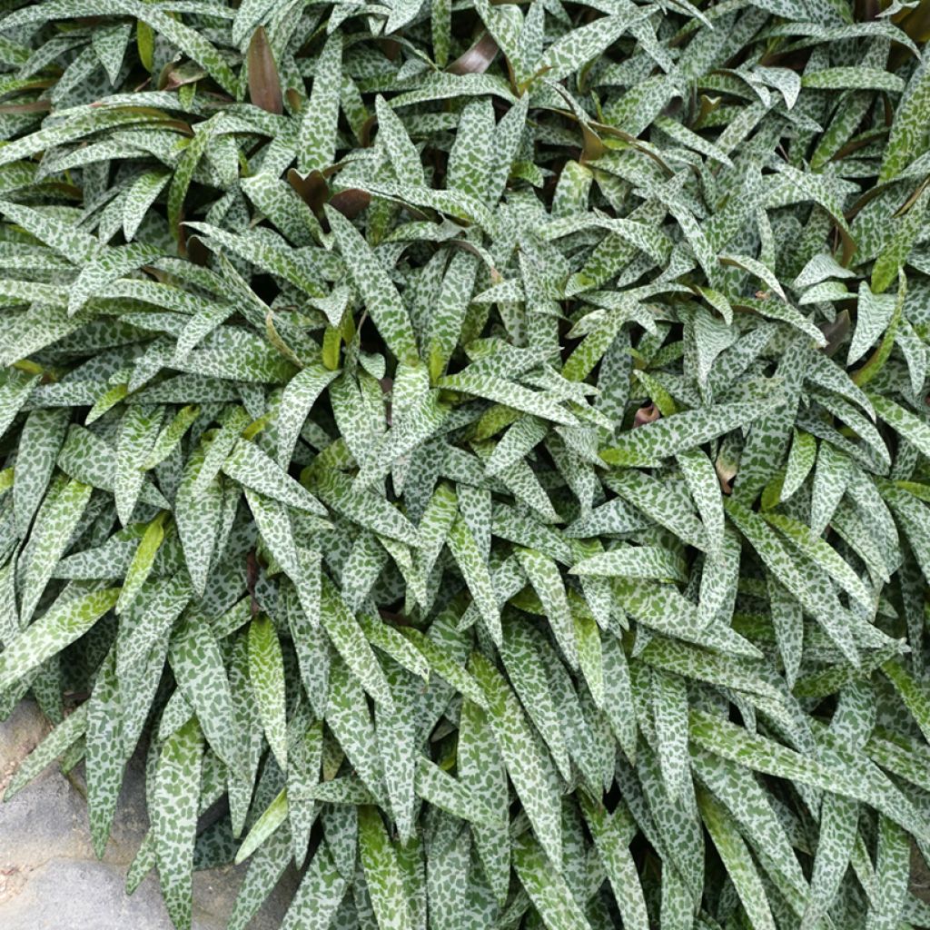 Ledebouria socialis - Scille violacée