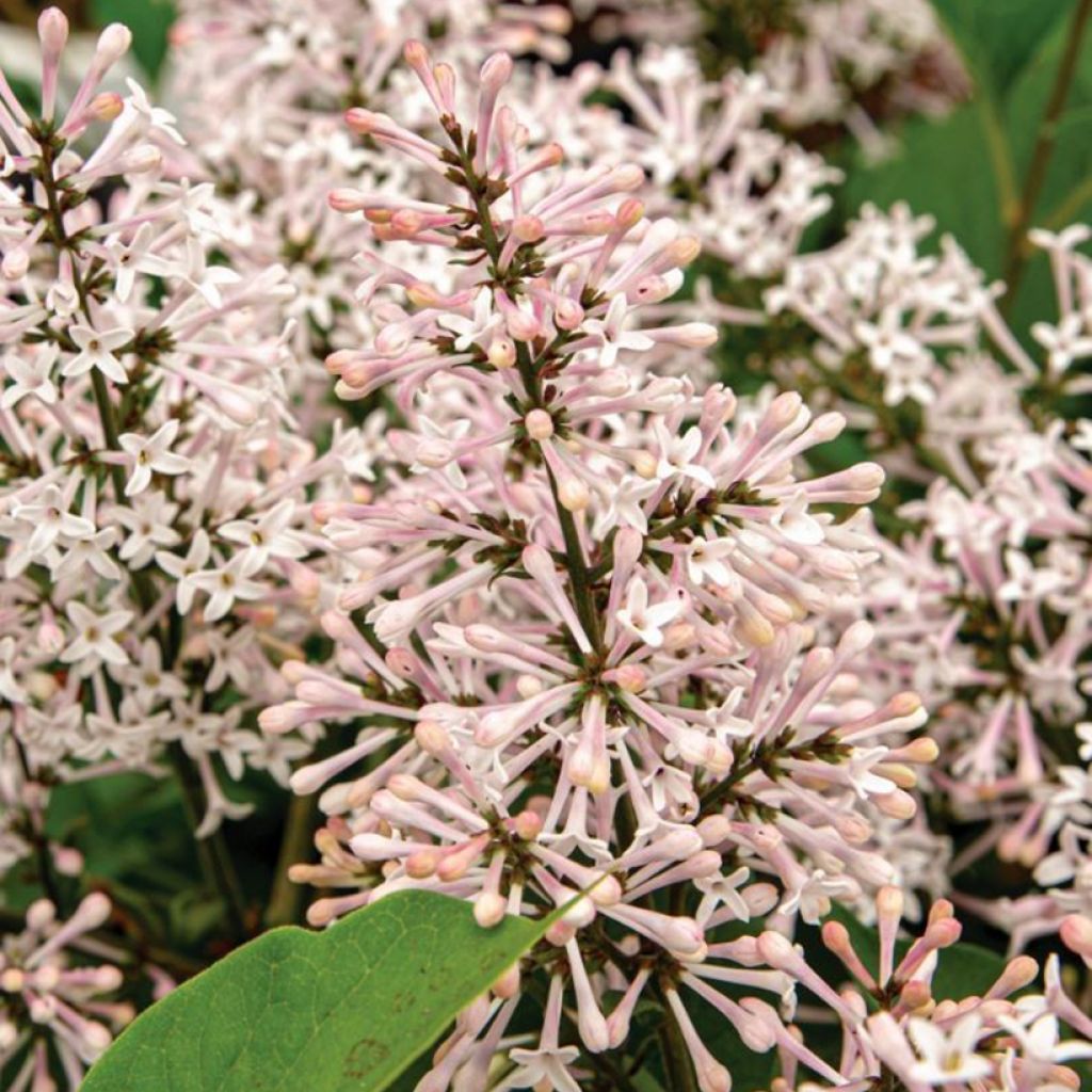 Syringa patula Dream Cloud™ ('KLMone') - Miss Kim Lilac, Korean Lilac
