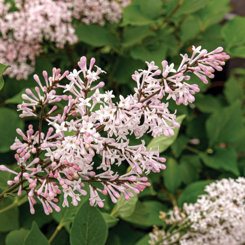 Syringa patula Violet Uprising™ - Miss Kim Lilac, Korean Lilac