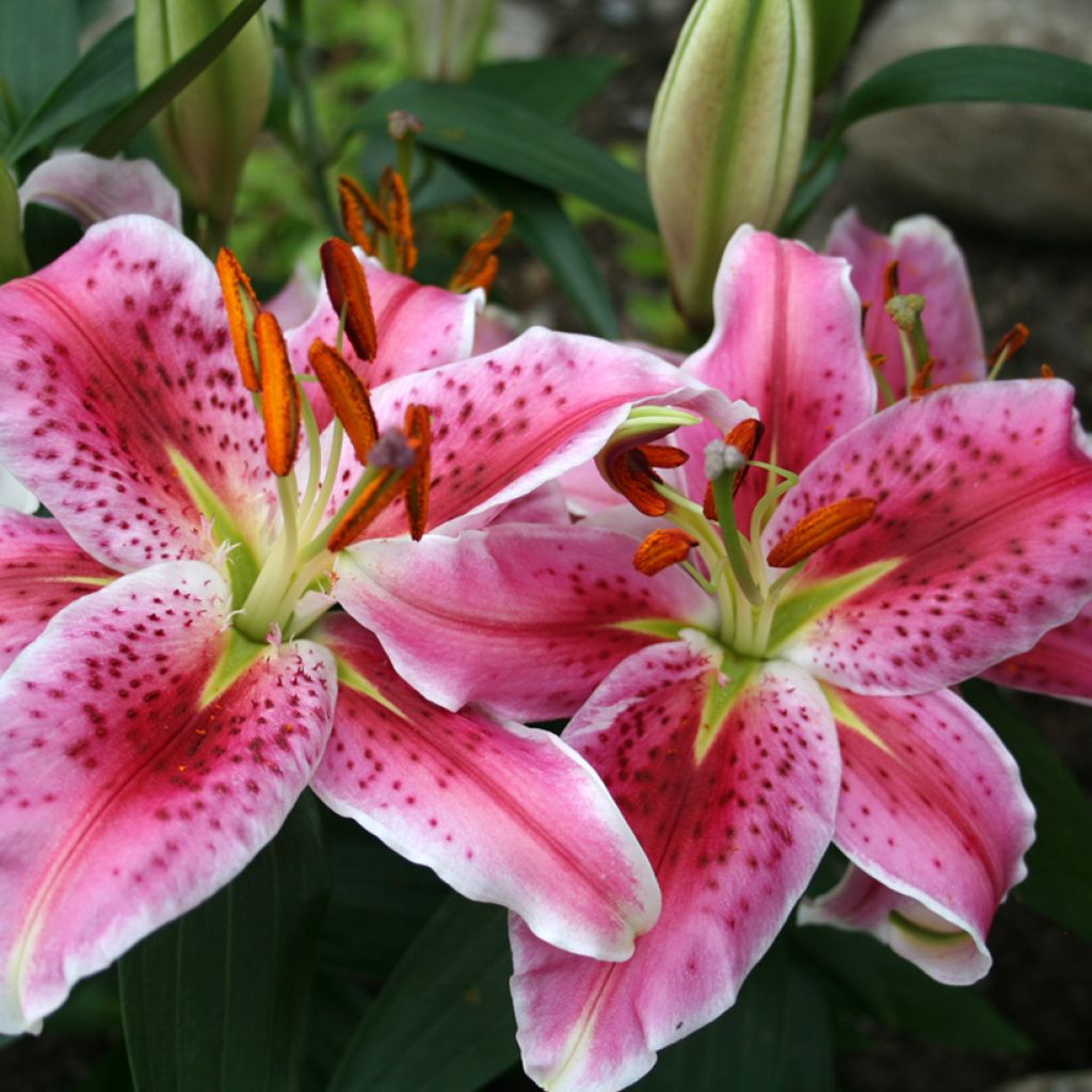 Lirio Imperial Crimson