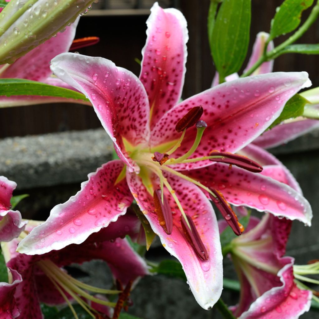 Lirio Imperial Crimson