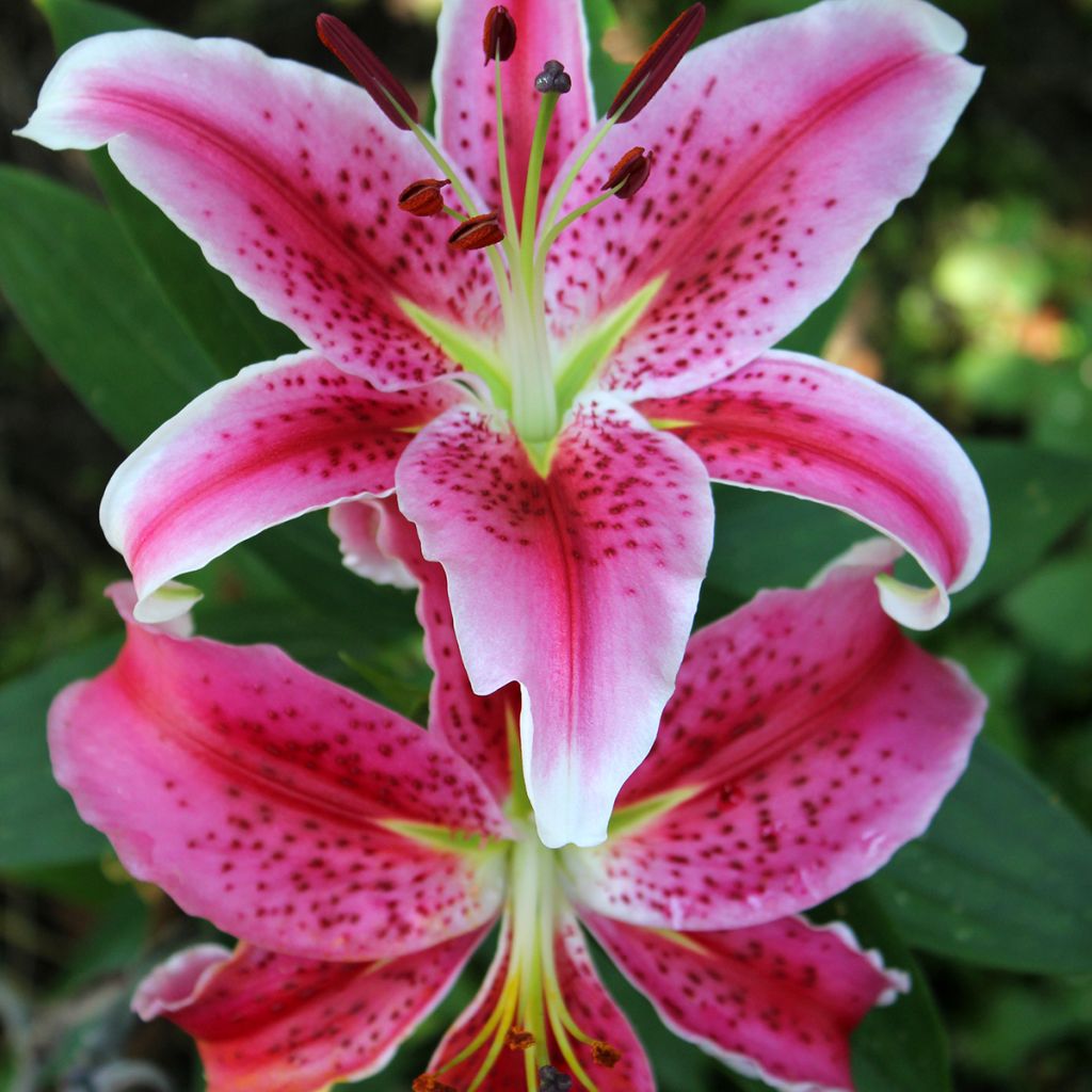 Lirio Imperial Crimson