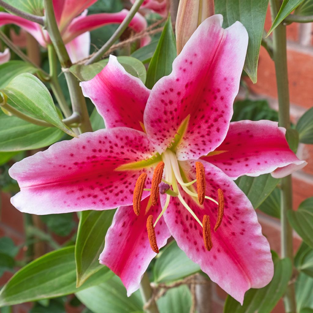 Lirio Imperial Crimson