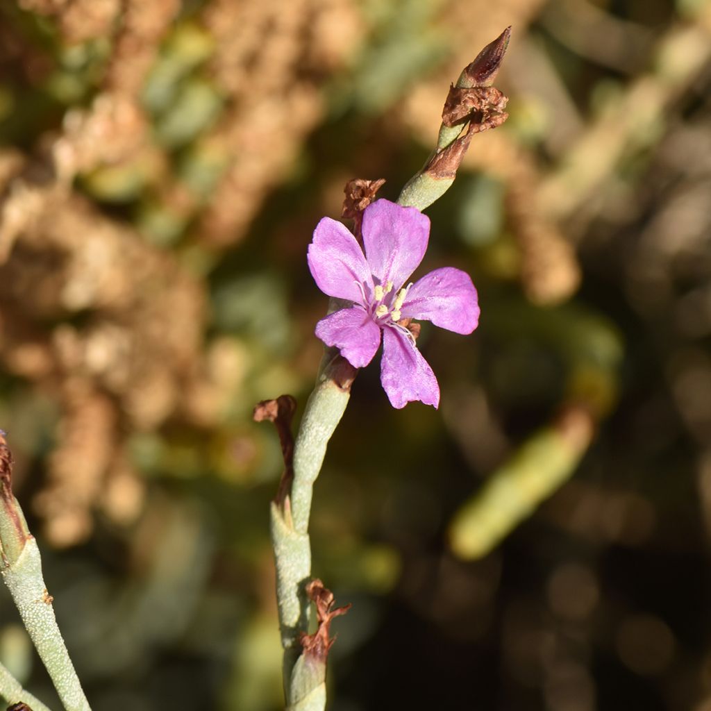 Limoniastrum monopetalum - Salado