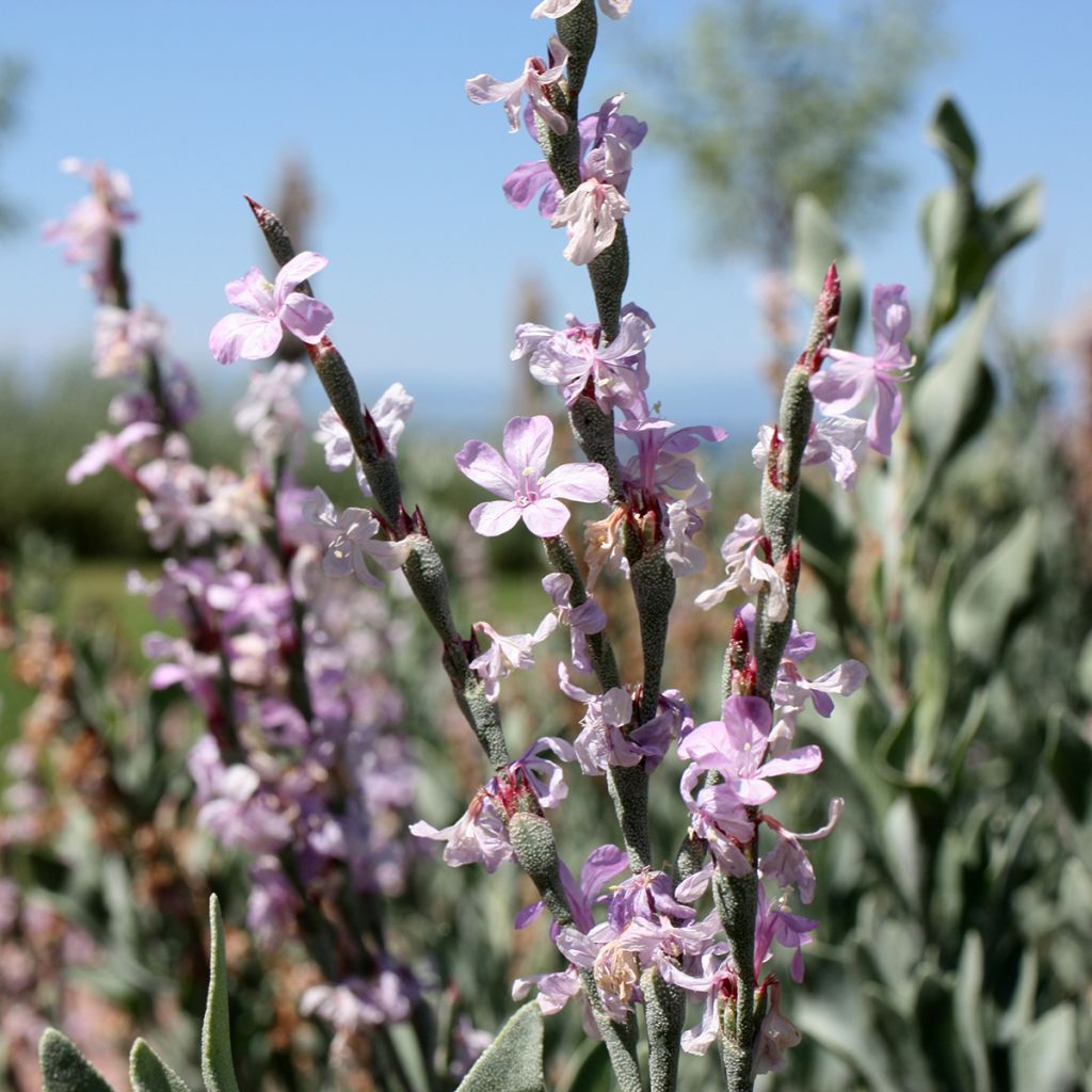 Limoniastrum monopetalum - Salado
