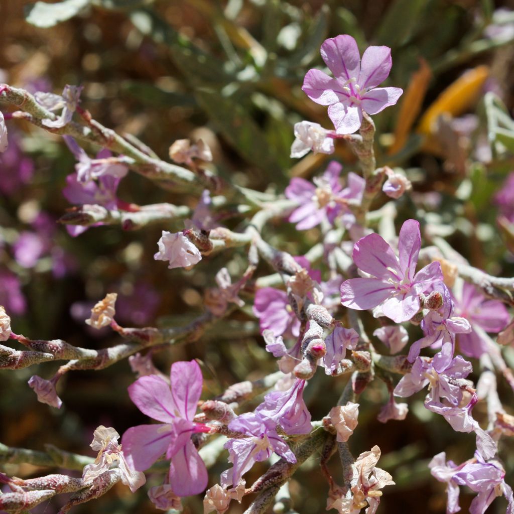 Limoniastrum monopetalum - Salado