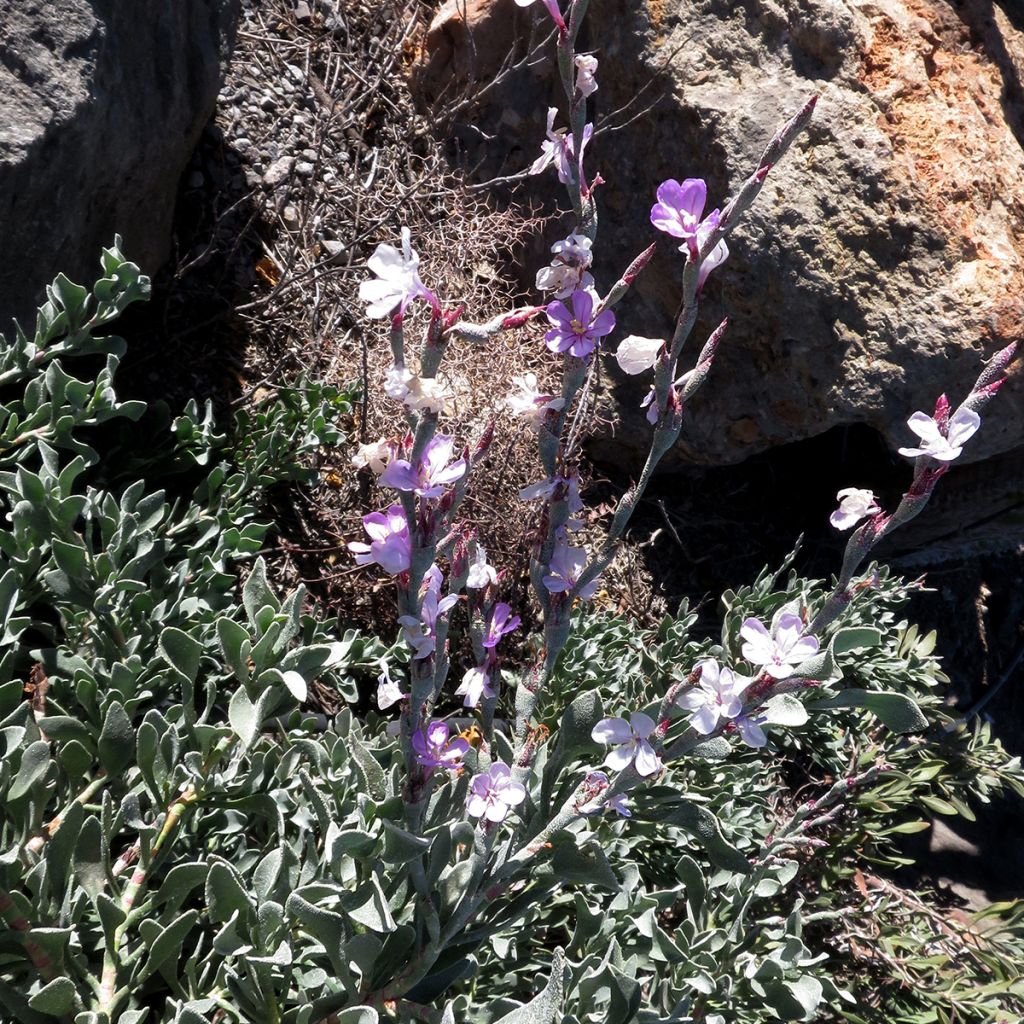 Limoniastrum monopetalum - Salado