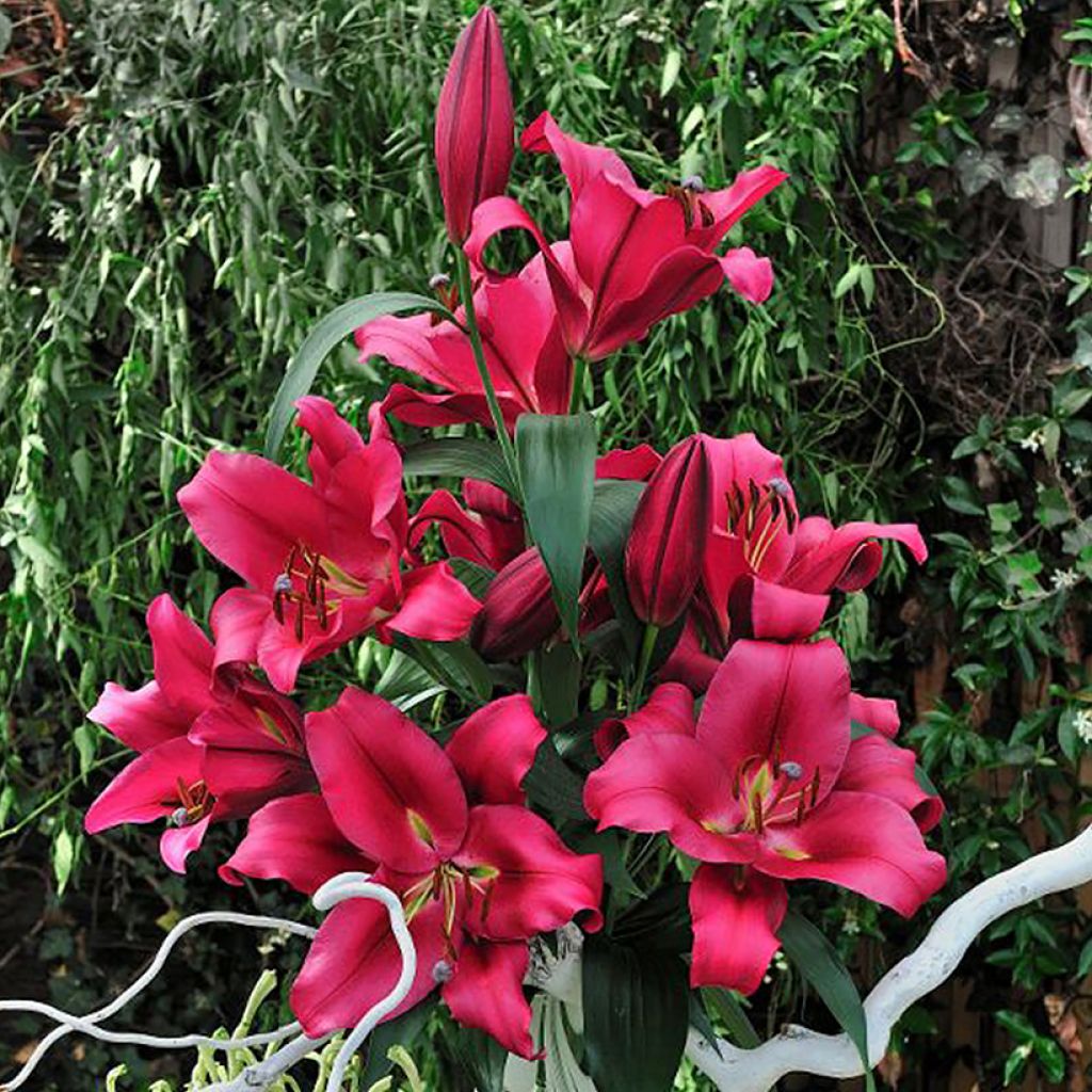 Lilium  Carbonero® - Lily