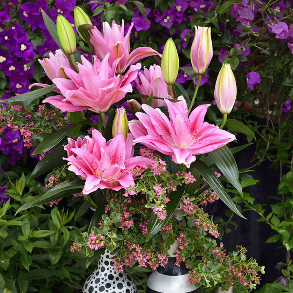 Lilium Roselily Viola - Lily