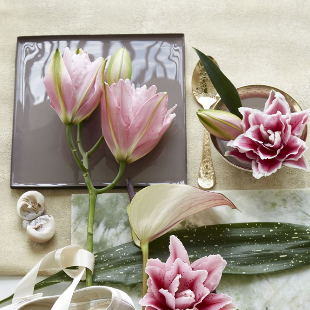 Lilium Roselily Viola - Lily