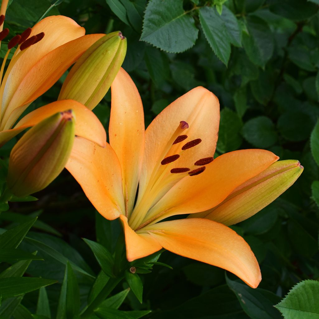 Lirio Menton