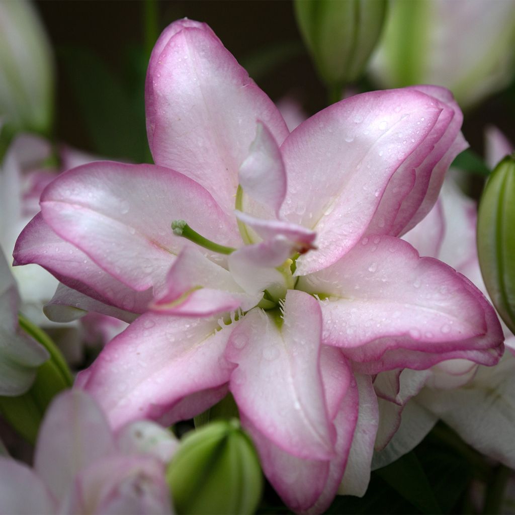 Lirio Roselily Anouska