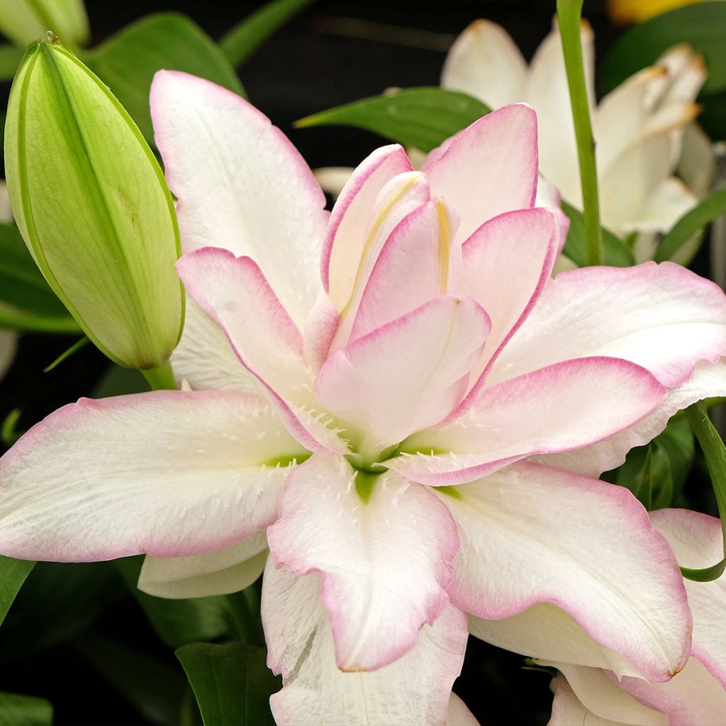 Lirio Roselily Anouska