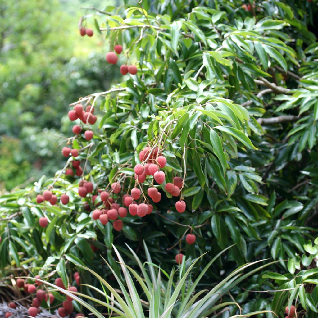 Litchi chinensis Kwai May Pink - Litchi rose
