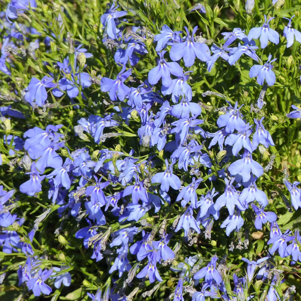 Lobelia erinus Cambridge Blue