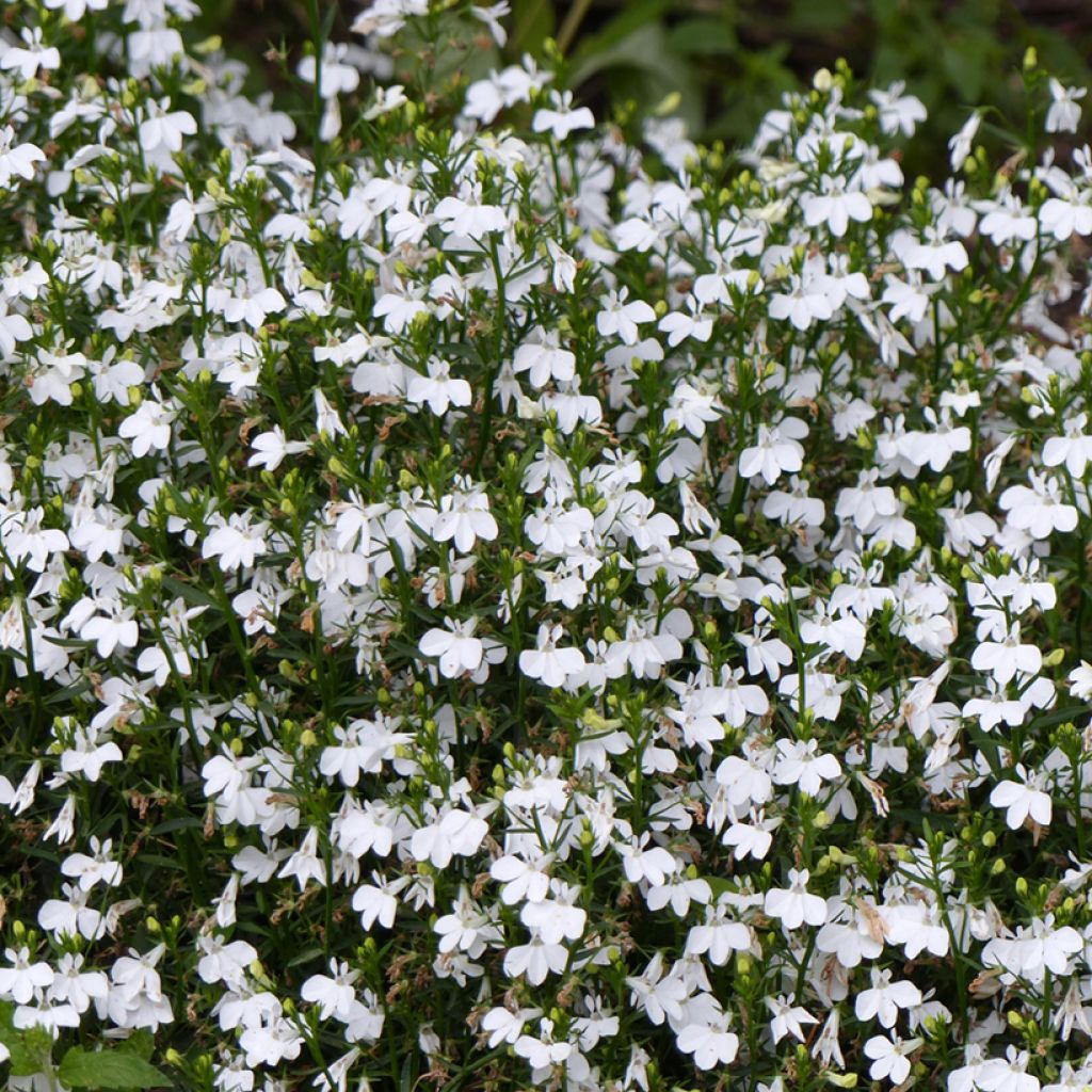 Lobelia erinus White Lady