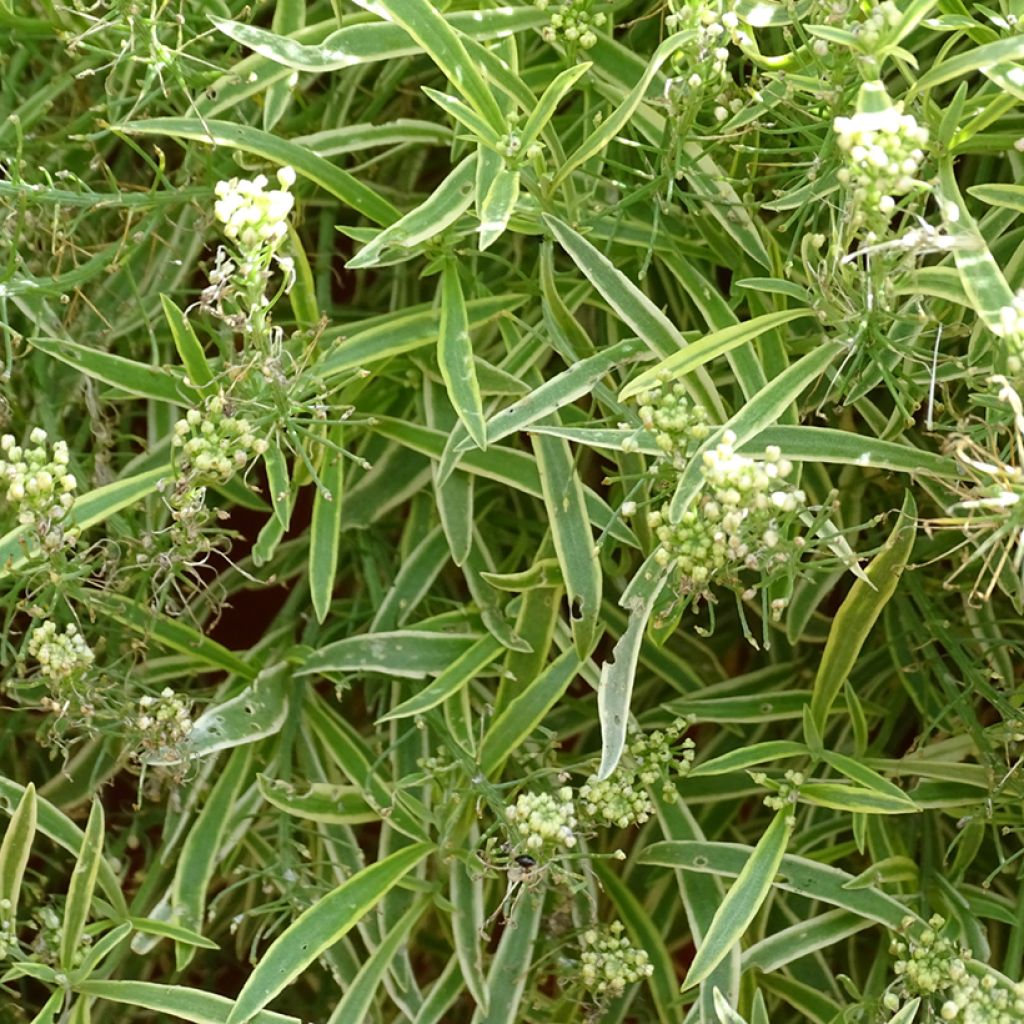 Aliso marítimo Primavera Princess - Lobularia maritima