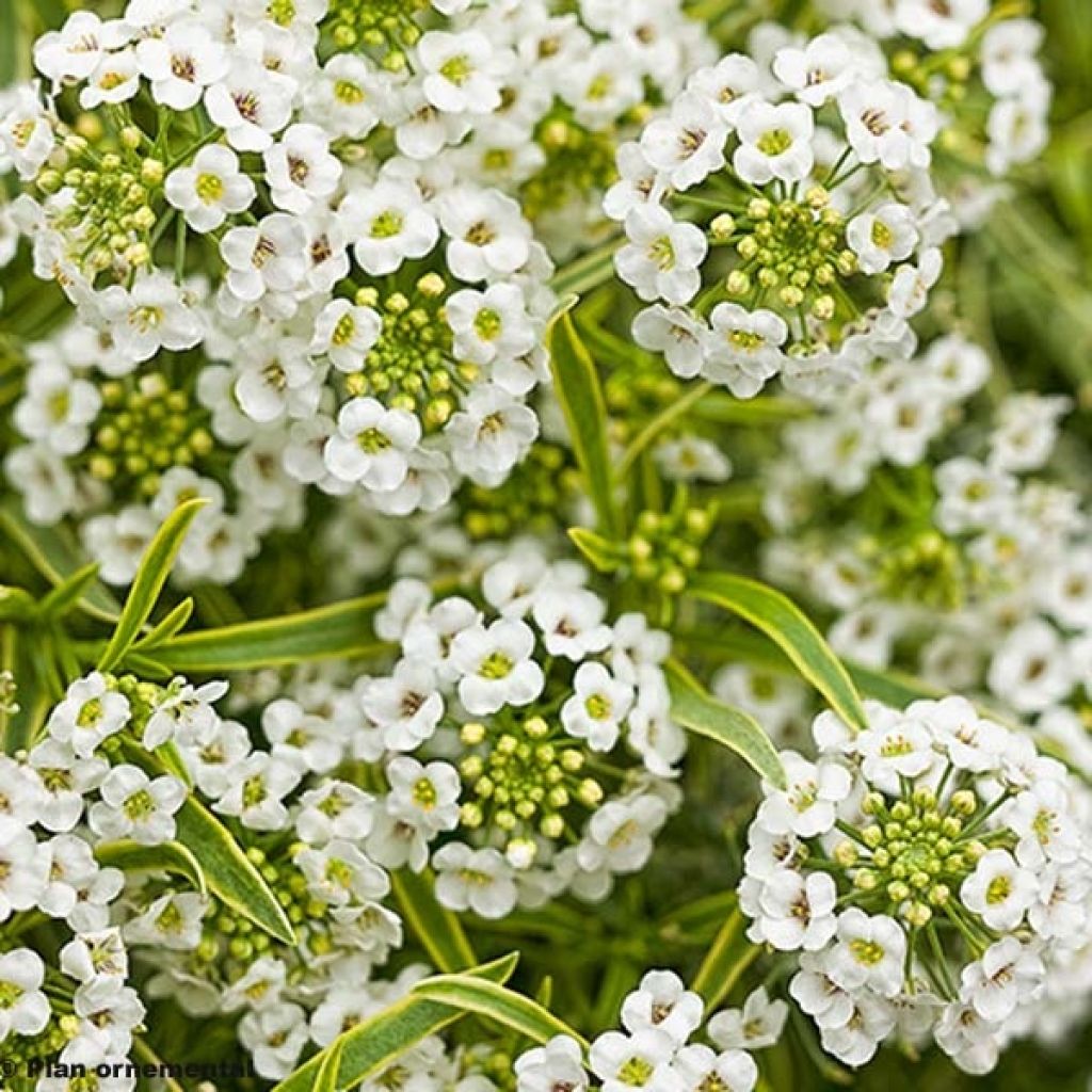 Aliso marítimo Primavera Princess - Lobularia maritima