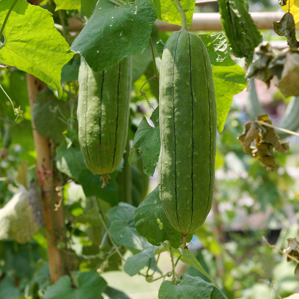 Luffa - Luffa cylindrica