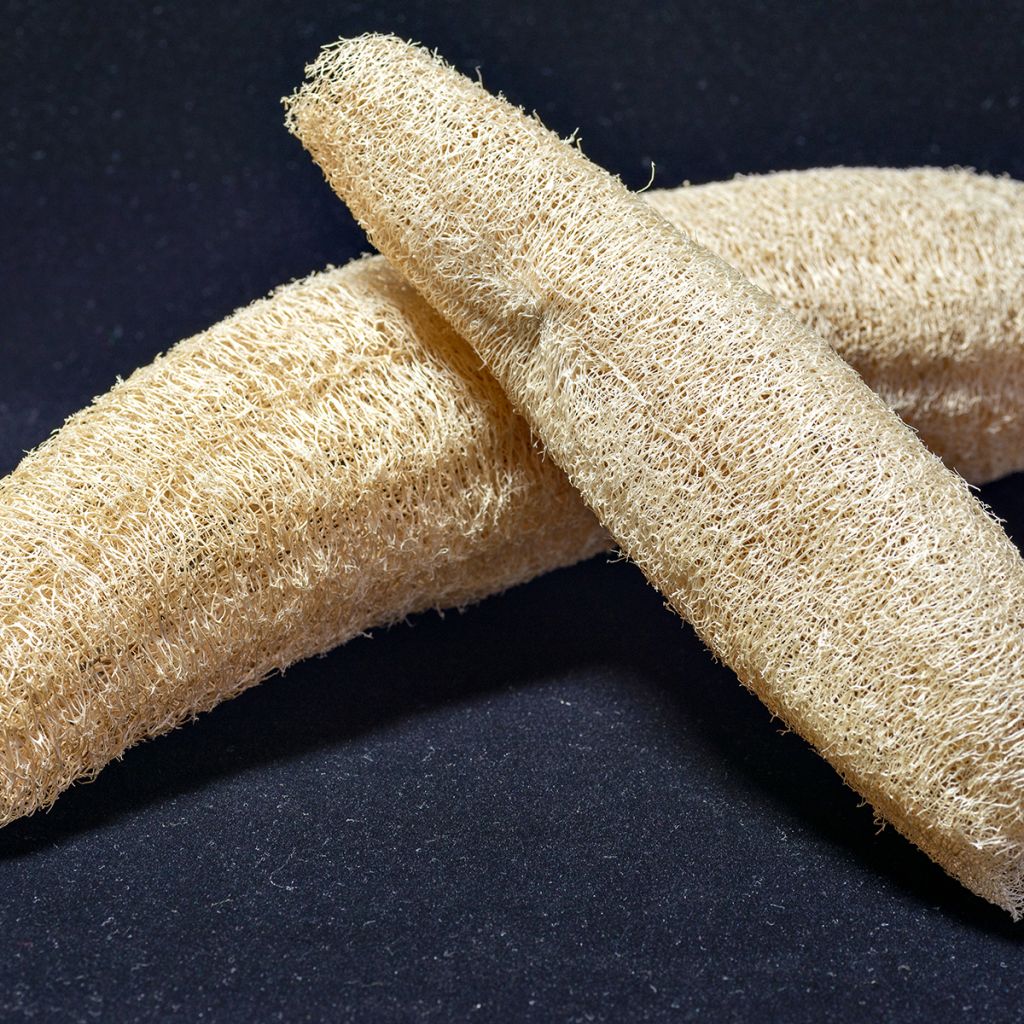 Luffa - Luffa cylindrica