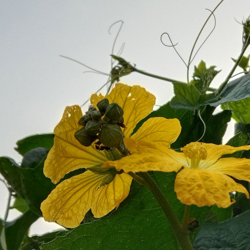 Luffa - Luffa cylindrica