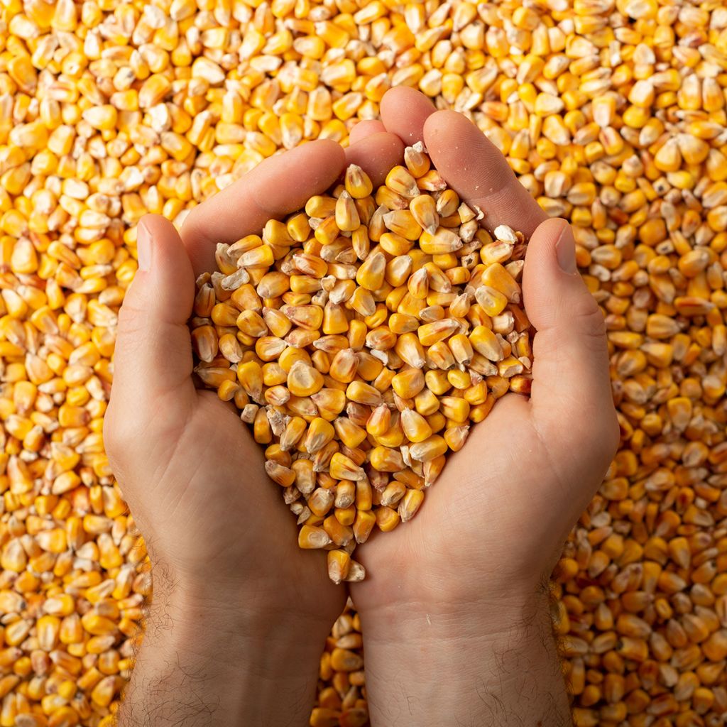 Maíz dulce - Zea mays