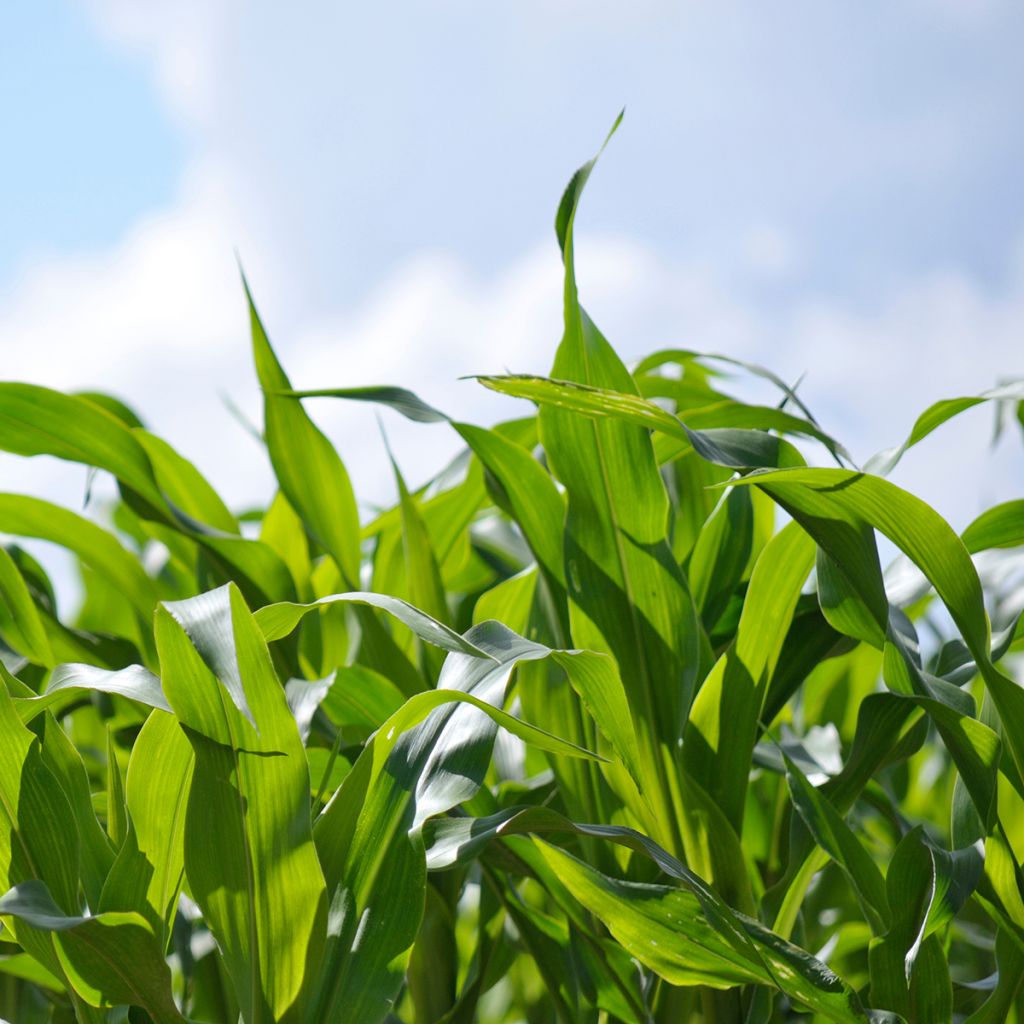 Maíz dulce - Zea mays