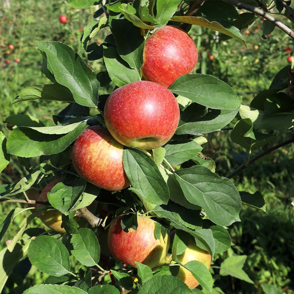 Pommier Cesarz Wilhelm, Kaiser Wilhelm, Reinette rouge