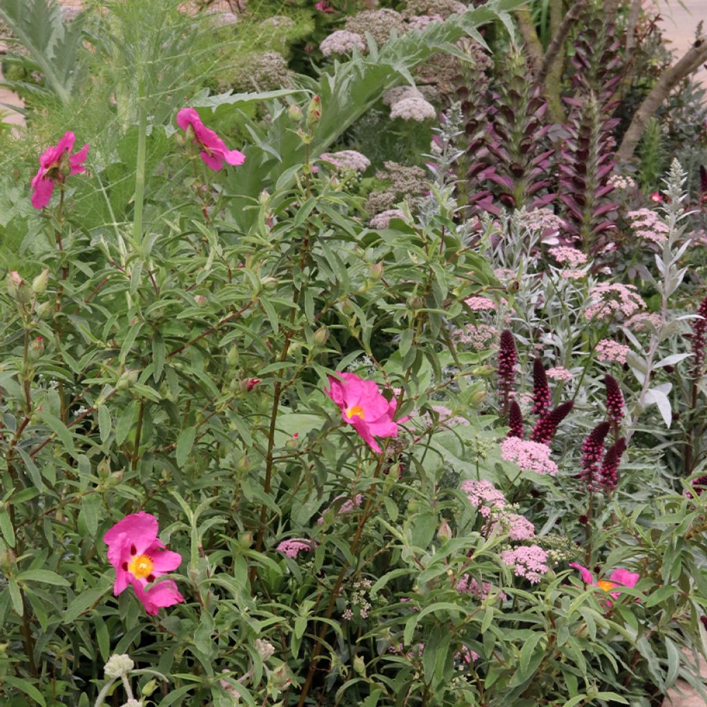 Macizo rosa para terreno seco para 2m²