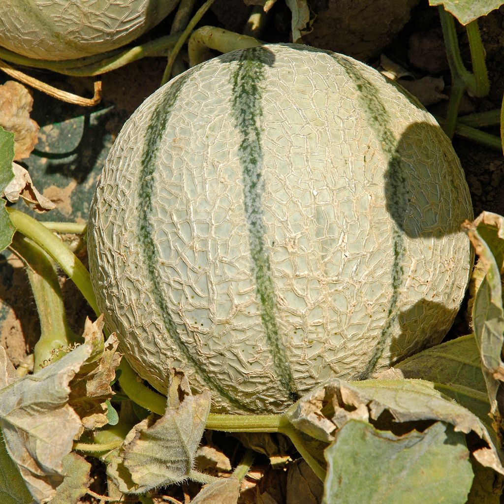 Melón Anasta F1 (plantas)