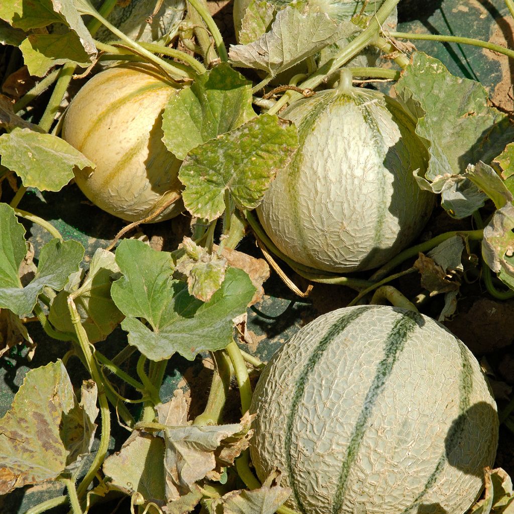 Melón Anasta F1 (plantas)