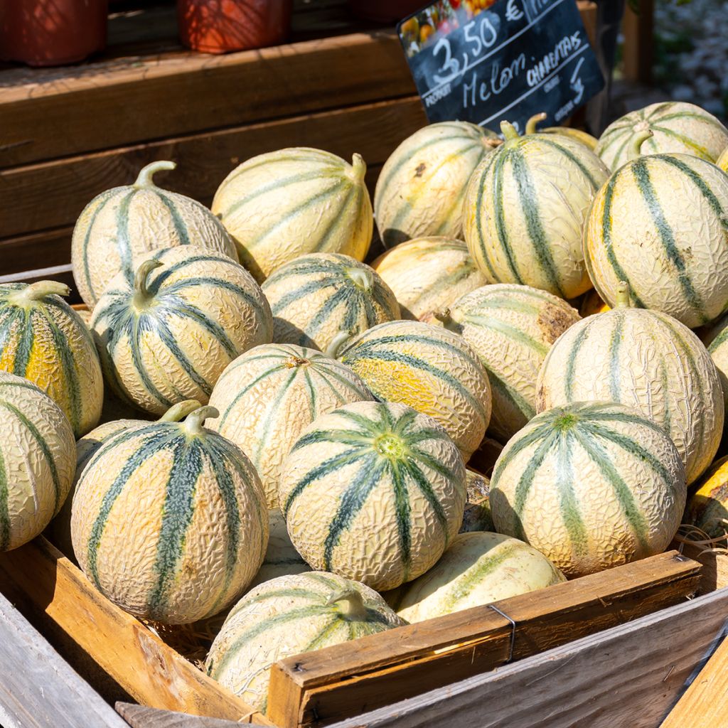 Melón Charentais Bio - Ferme de Sainte Marthe