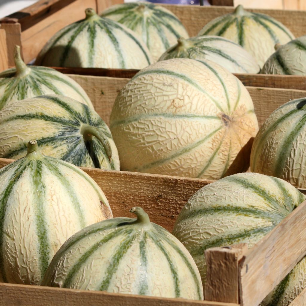 Melón Charentais