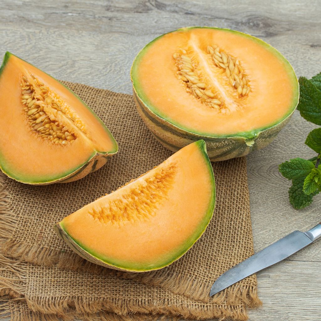 Melón Charentais