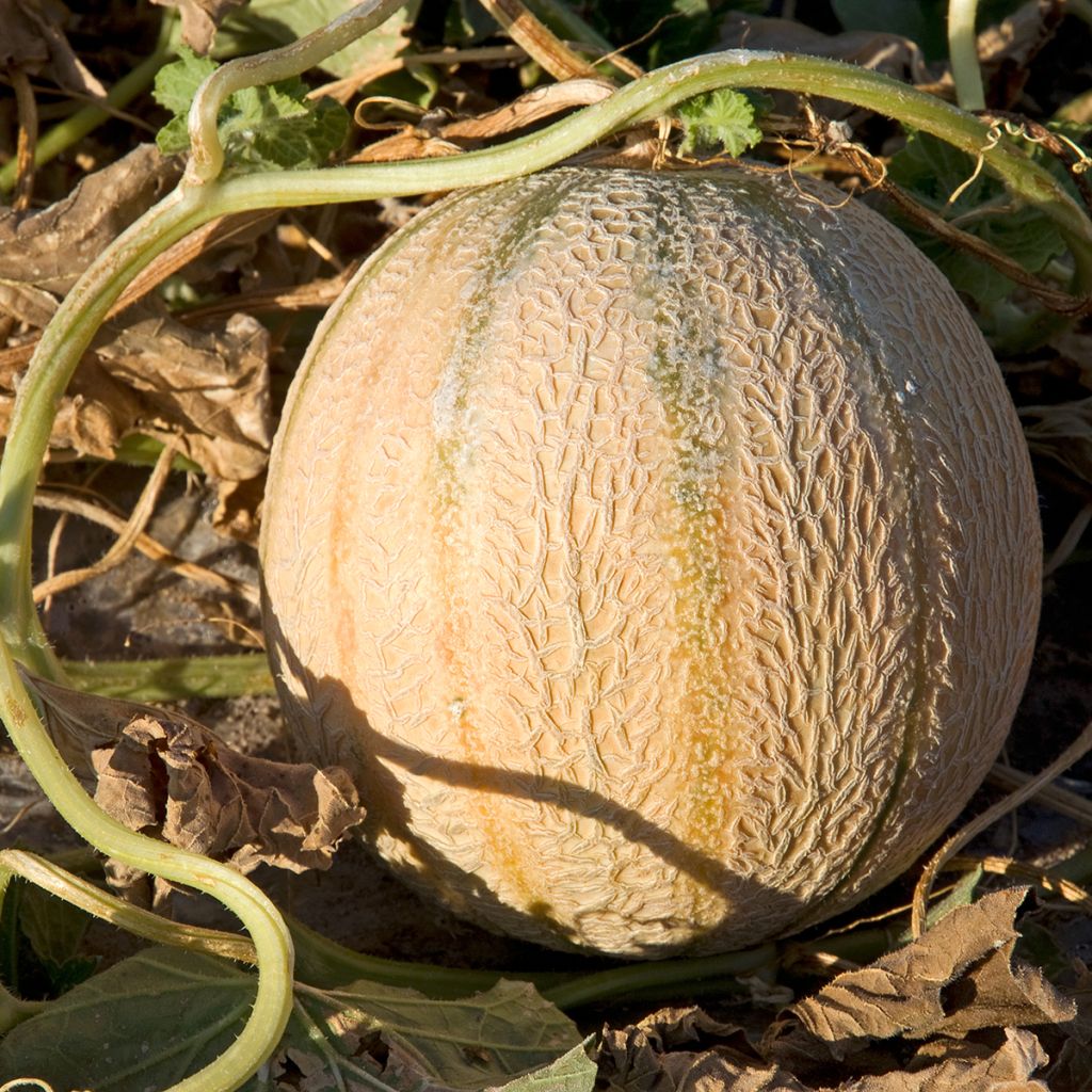 Melón Charentais