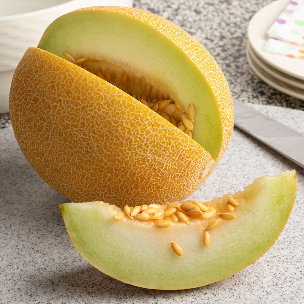 Melón Galia