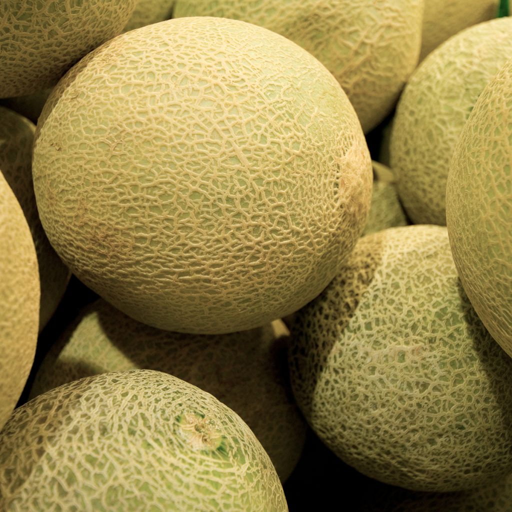 Melón Galia