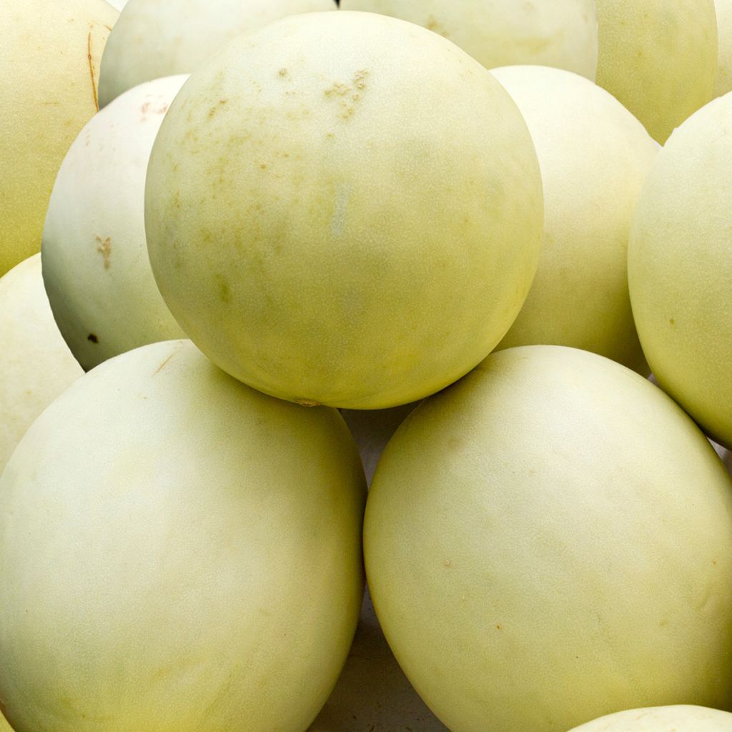 Melón Honey Dew