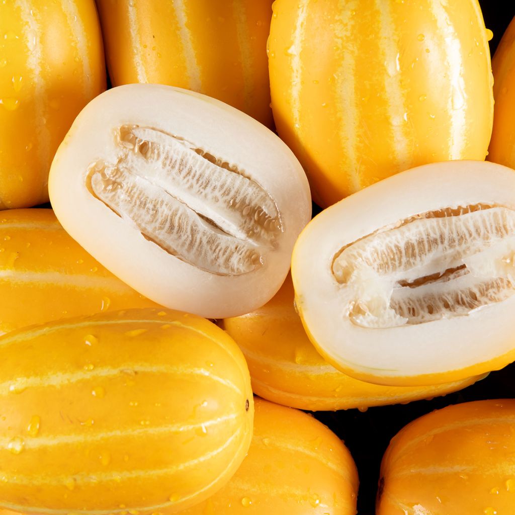 Melón Mango