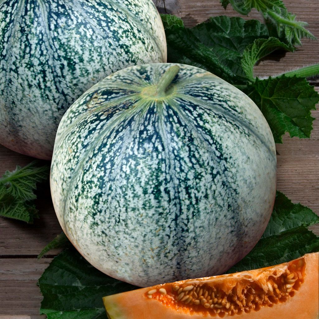 Melón Petit gris de Rennes