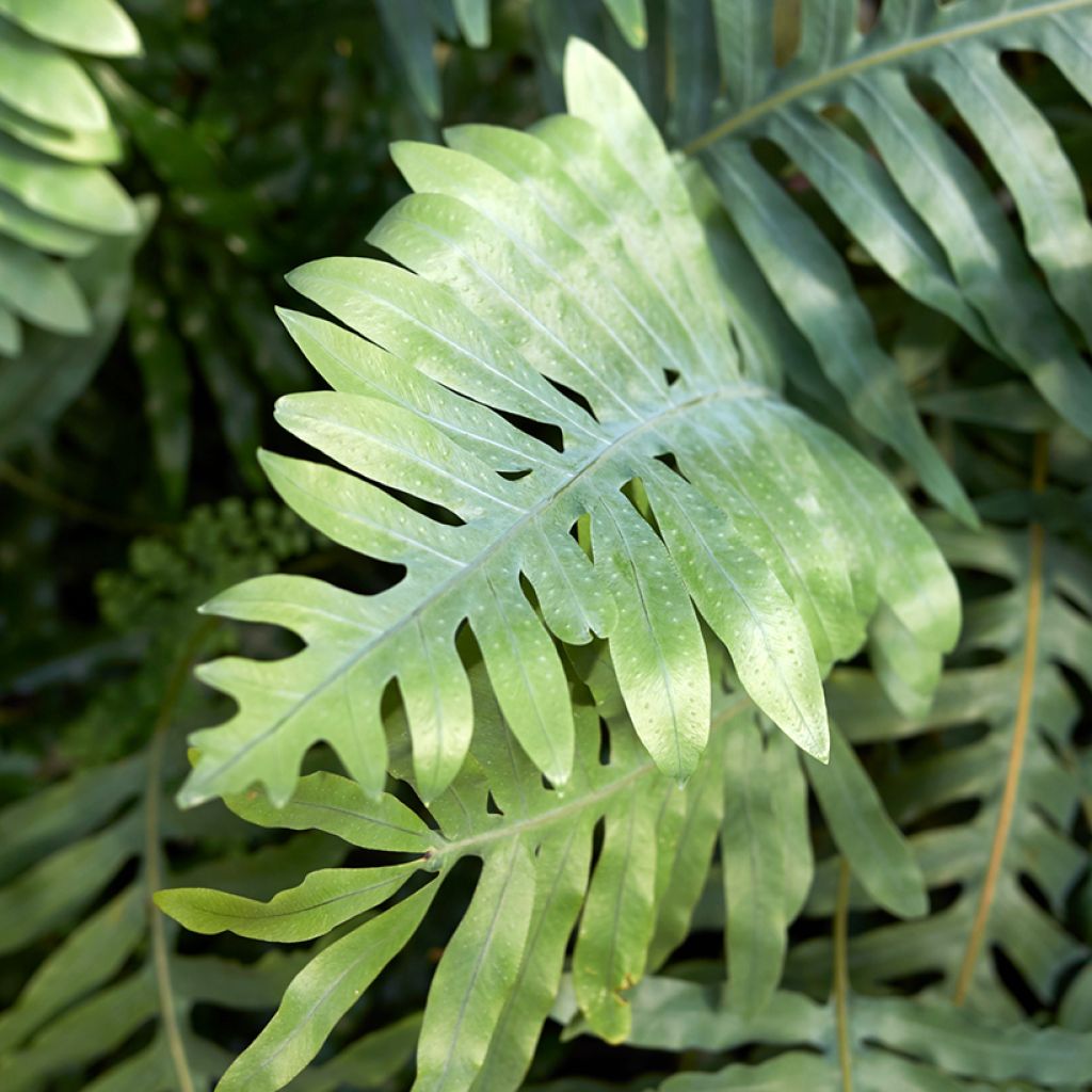 Microsorum diversifolium - Helecho canguro