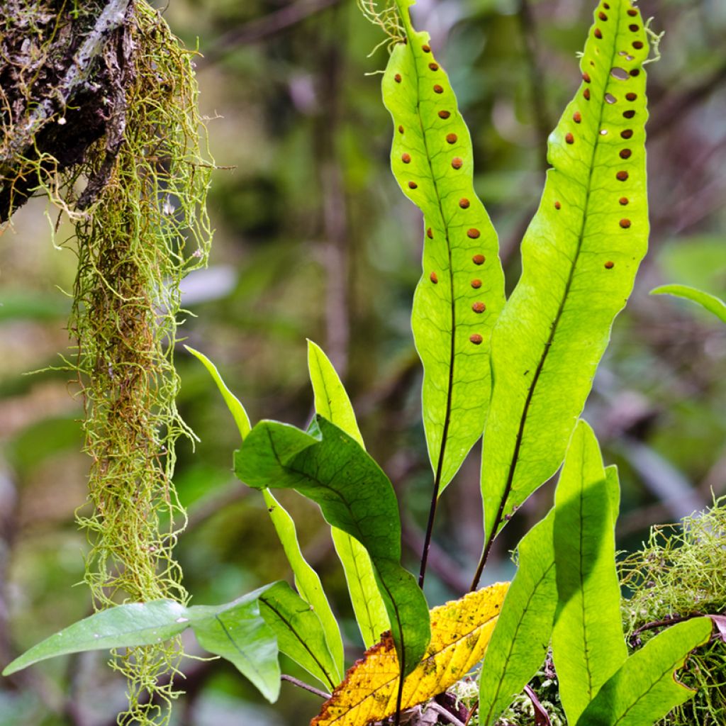 Microsorum diversifolium - Helecho canguro