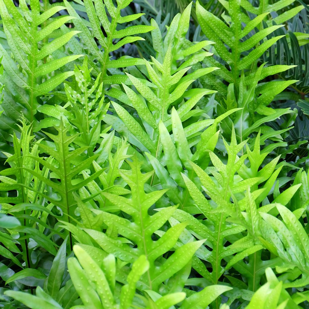 Microsorum diversifolium - Helecho canguro
