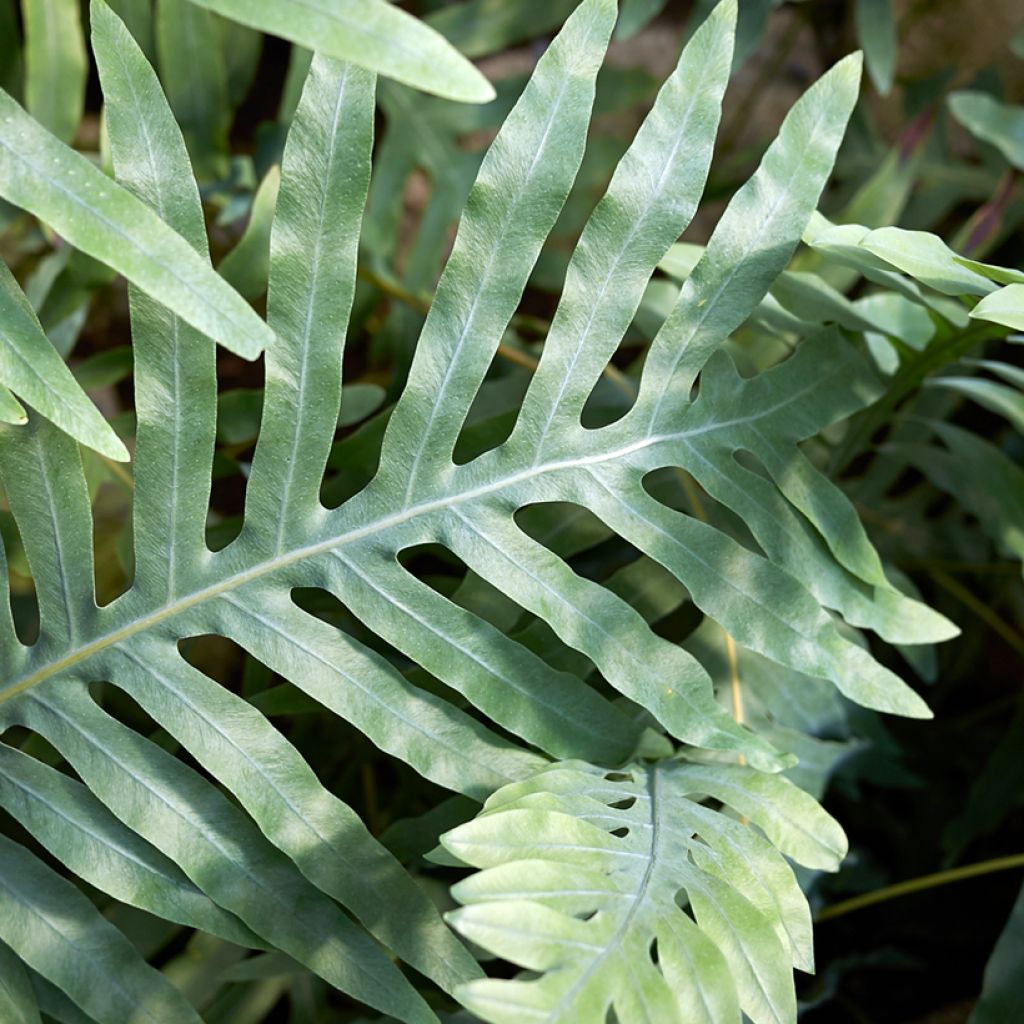 Microsorum diversifolium - Helecho canguro