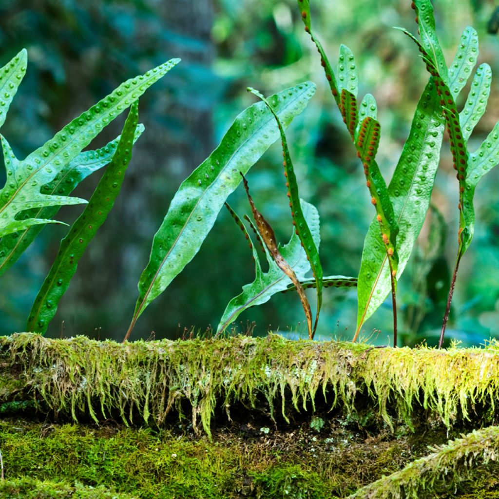 Microsorum diversifolium - Helecho canguro