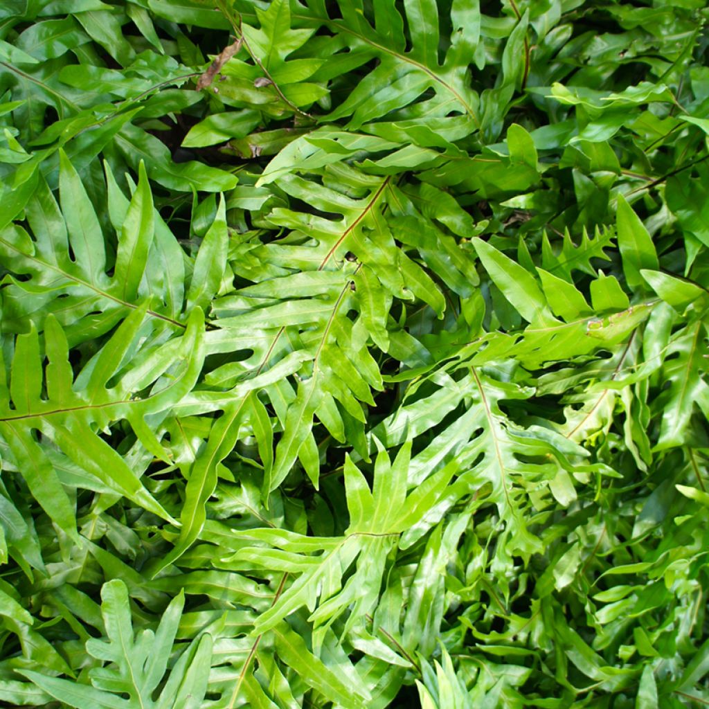 Microsorum diversifolium - Helecho canguro
