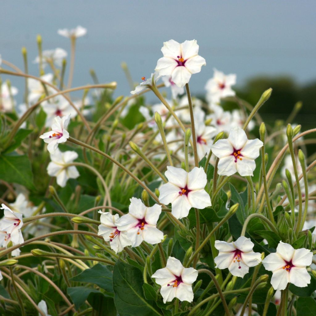 Mirabilis longiflora