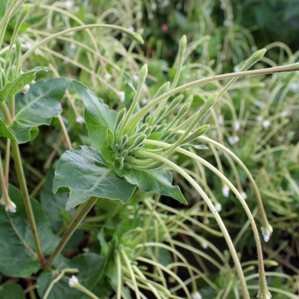 Mirabilis longiflora