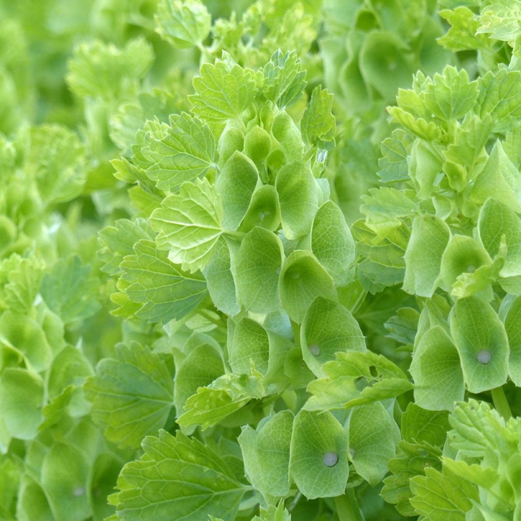 Moluccella laevis Bells of Ireland - Campanas de Irlanda